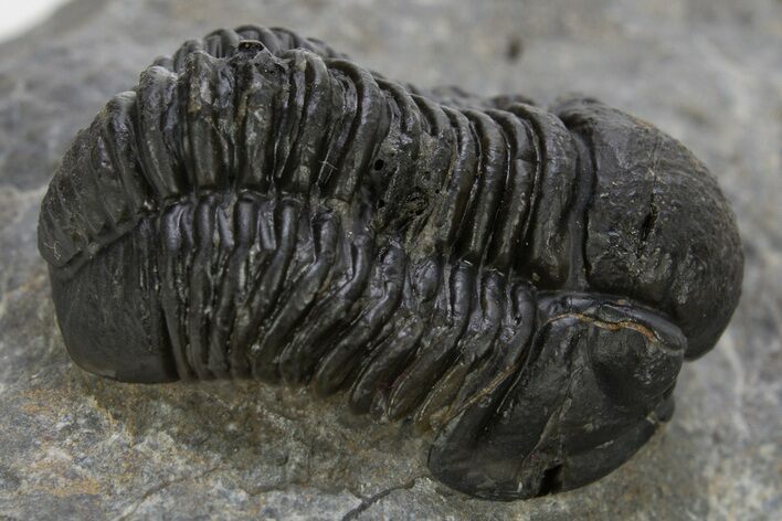 Detailed Gerastos Trilobite Fossil - Morocco #310277